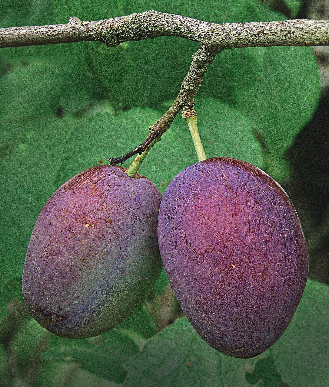 plums, fruit, branch, leaves, plum tree, plant, stone fruit, food, organic, nature, summer, close up, fruit tree, fruit growing, agriculture, garden