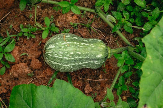 Close-up of a green gourd on soil surrounded by greenery in a garden setting.
